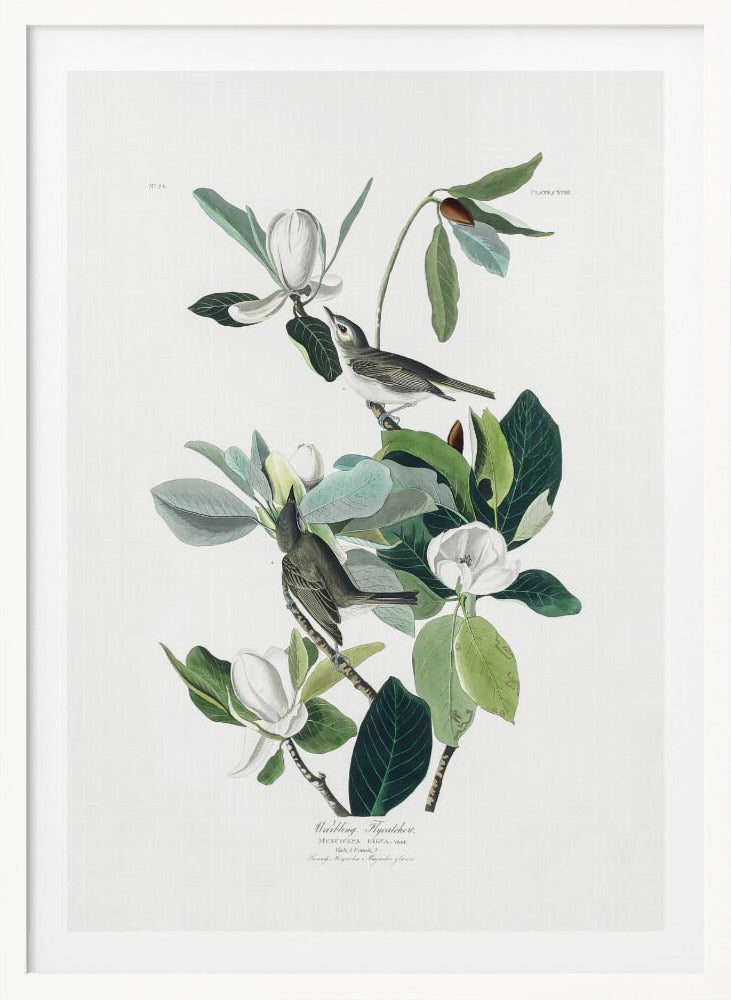 A vintage scientific illustration of two small olive-green birds, Warbling Flycatchers, perched on the branches of a magnolia tree. The tree has large green leaves and several large white magnolia flowers in various stages of bloom. The illustration is on a white background with script at the bottom and presented in a black frame. Decor