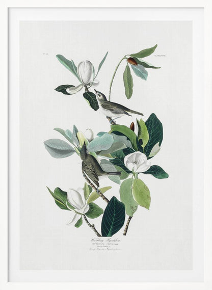 A vintage scientific illustration of two small olive-green birds, Warbling Flycatchers, perched on the branches of a magnolia tree. The tree has large green leaves and several large white magnolia flowers in various stages of bloom. The illustration is on a white background with script at the bottom and presented in a black frame. Decor