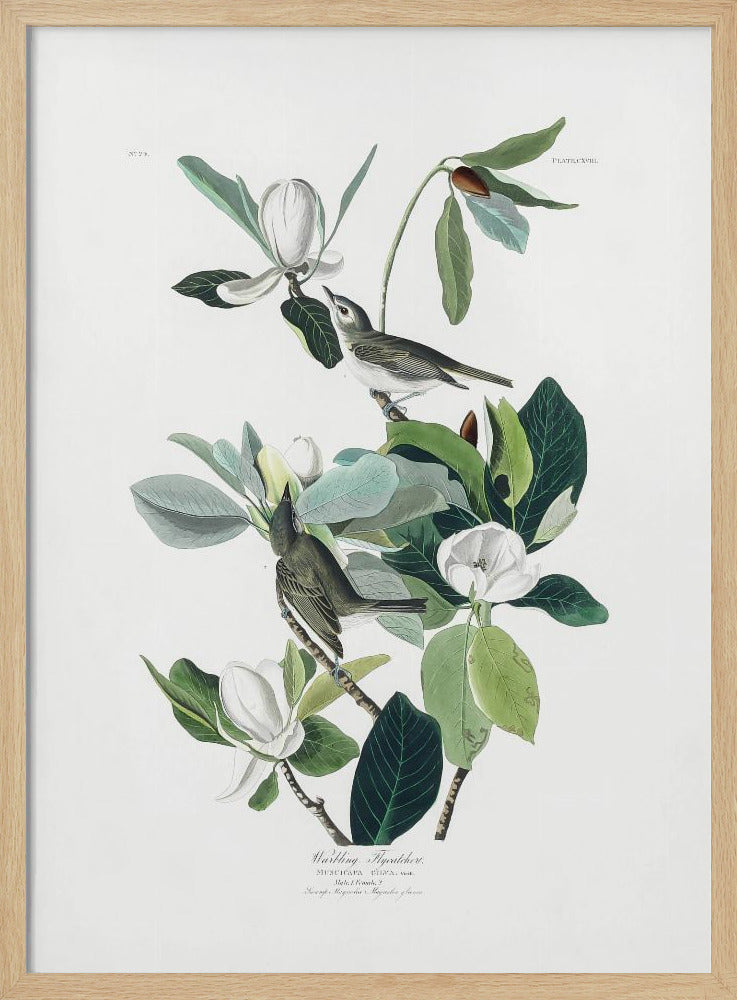 A vintage scientific illustration of two small olive-green birds, Warbling Flycatchers, perched on the branches of a magnolia tree. The tree has large green leaves and several large white magnolia flowers in various stages of bloom. The illustration is on a white background with script at the bottom and presented in a black frame. Decor