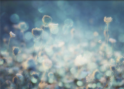 A dreamy, soft-focus photograph of dried wildflowers silhouetted against a shimmering background of blue and white bokeh lights, creating a magical and ethereal atmosphere. The artwork is presented in a brushed silver frame. Wall Art