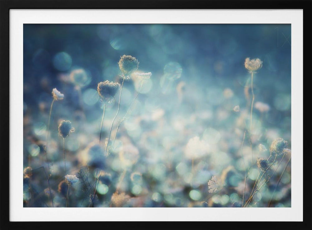 A dreamy, soft-focus photograph of dried wildflowers silhouetted against a shimmering background of blue and white bokeh lights, creating a magical and ethereal atmosphere. The artwork is presented in a brushed silver frame. Wall Art