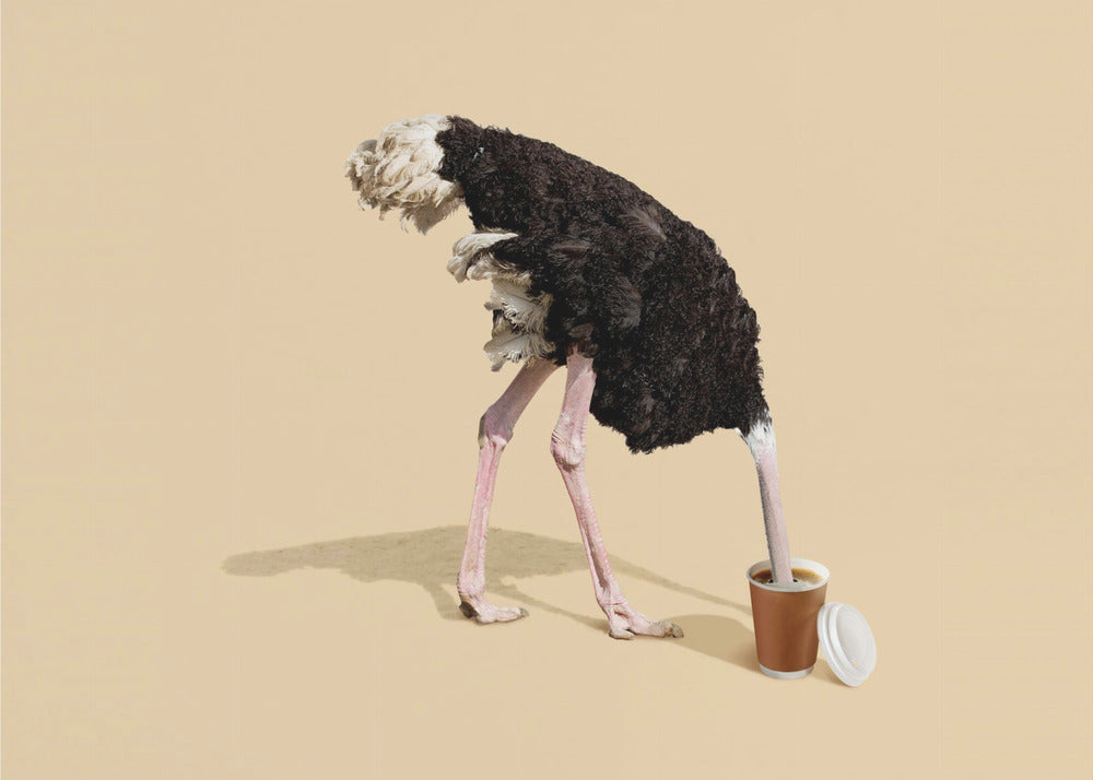 A humorous and surreal image of a black and white ostrich with its head buried inside a disposable coffee cup, set against a plain beige background and enclosed in a silver frame. Decor