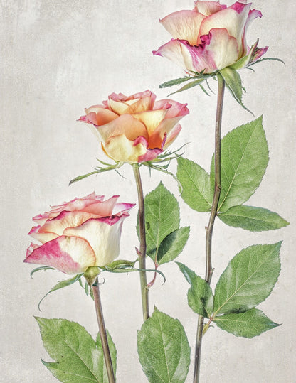 variant-27x35_no-margin