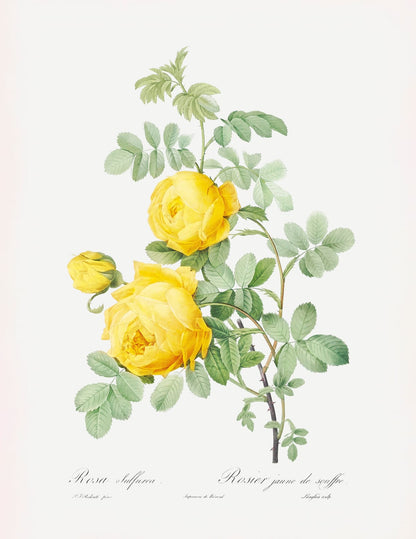 variant-27x35_no-margin