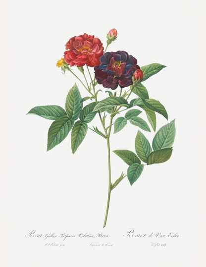 variant-27x35_no-margin