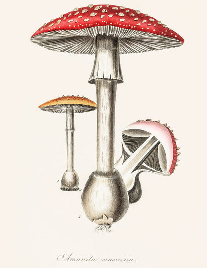variant-27x35_no-margin