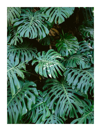 variant-27x35_with-margin