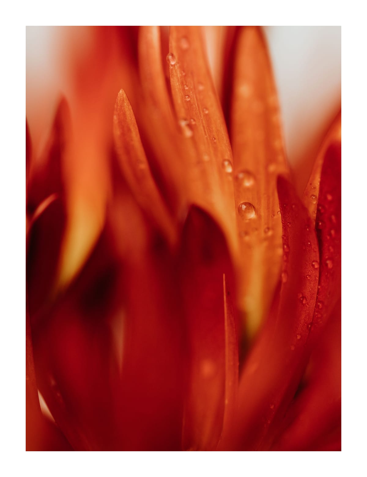 variant-27x35_with-margin