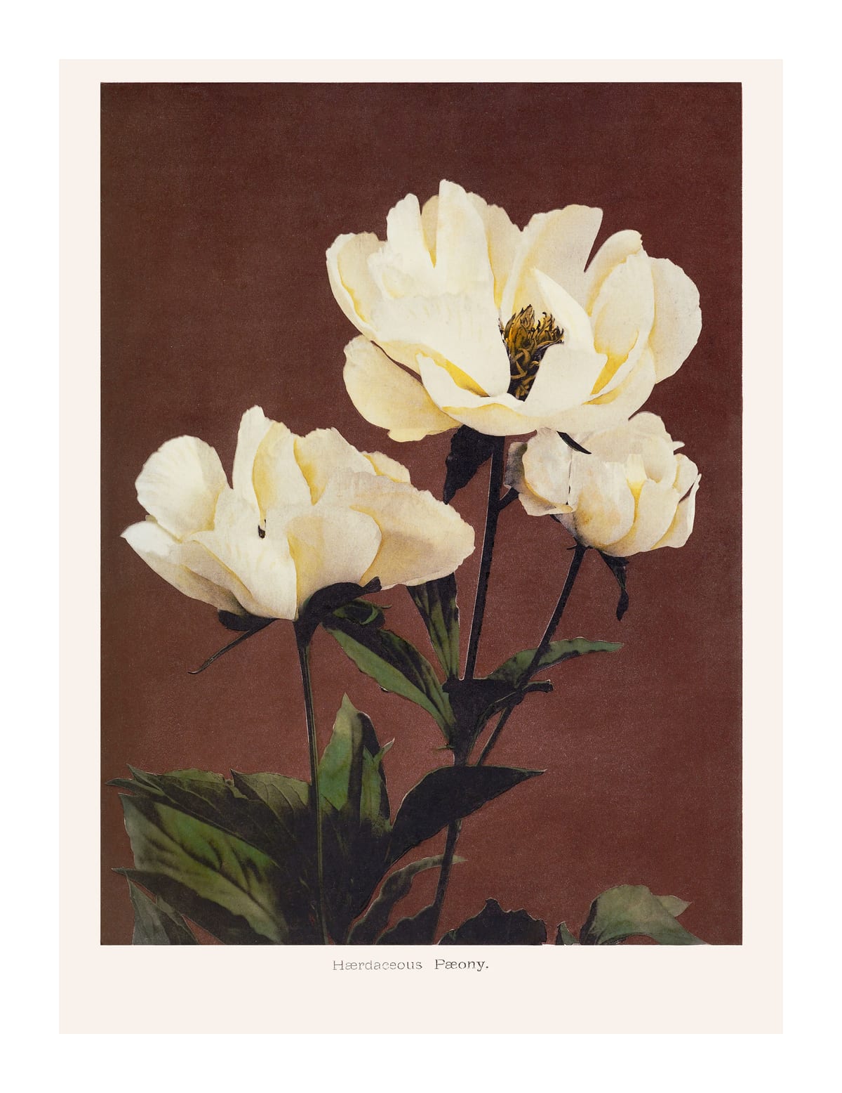 variant-27x35_with-margin