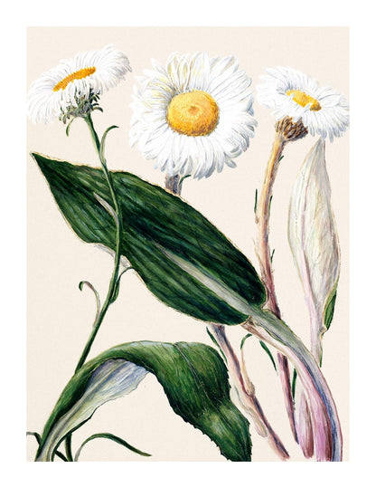 variant-27x35_with-margin