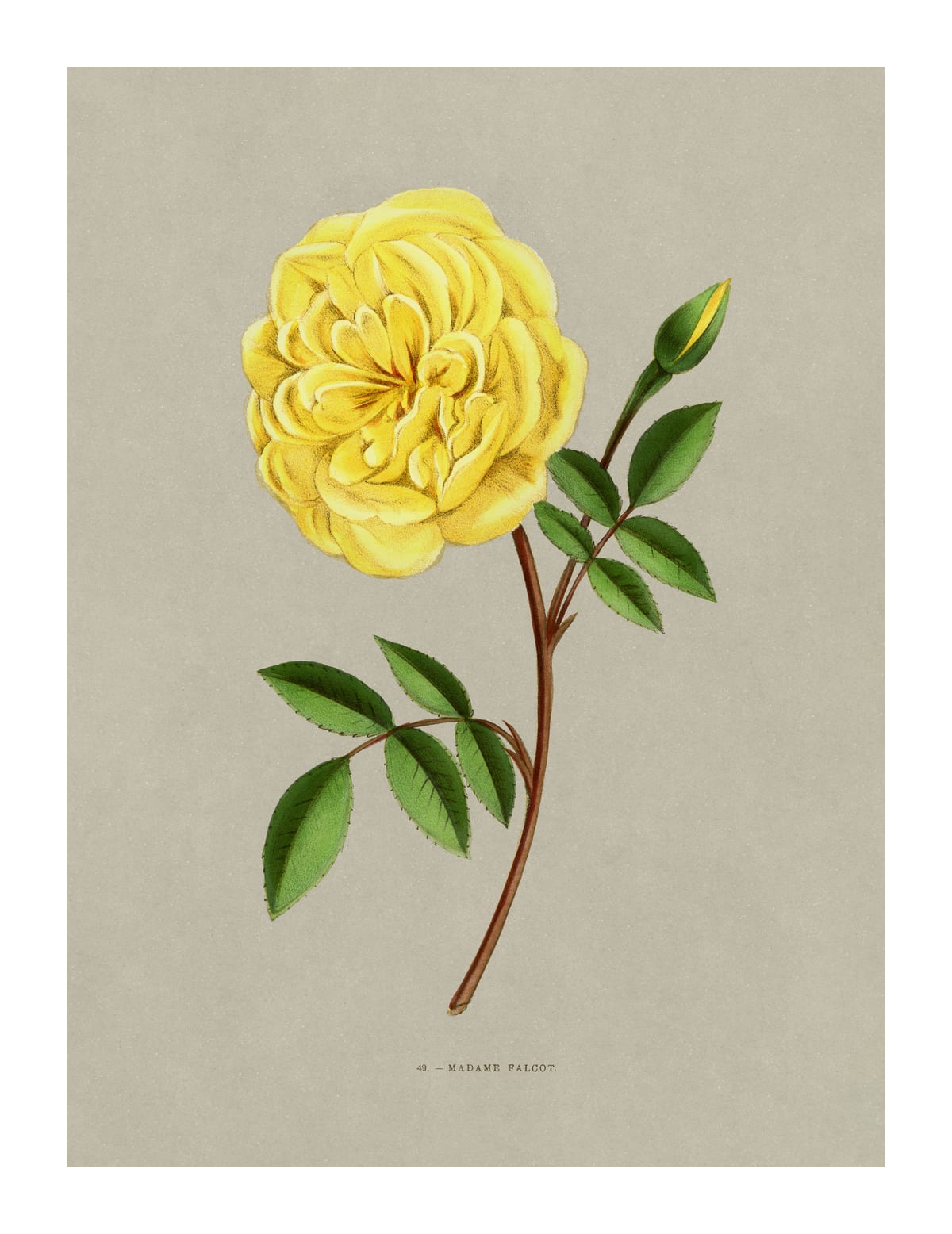 variant-27x35_with-margin