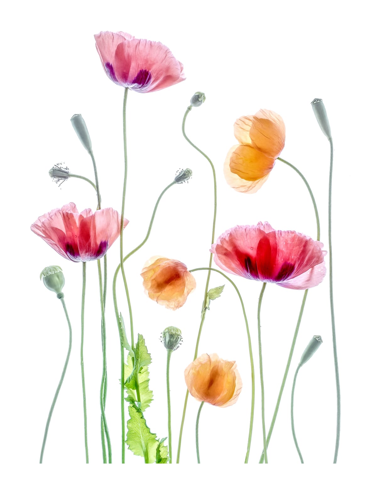 variant-27x35_with-margin