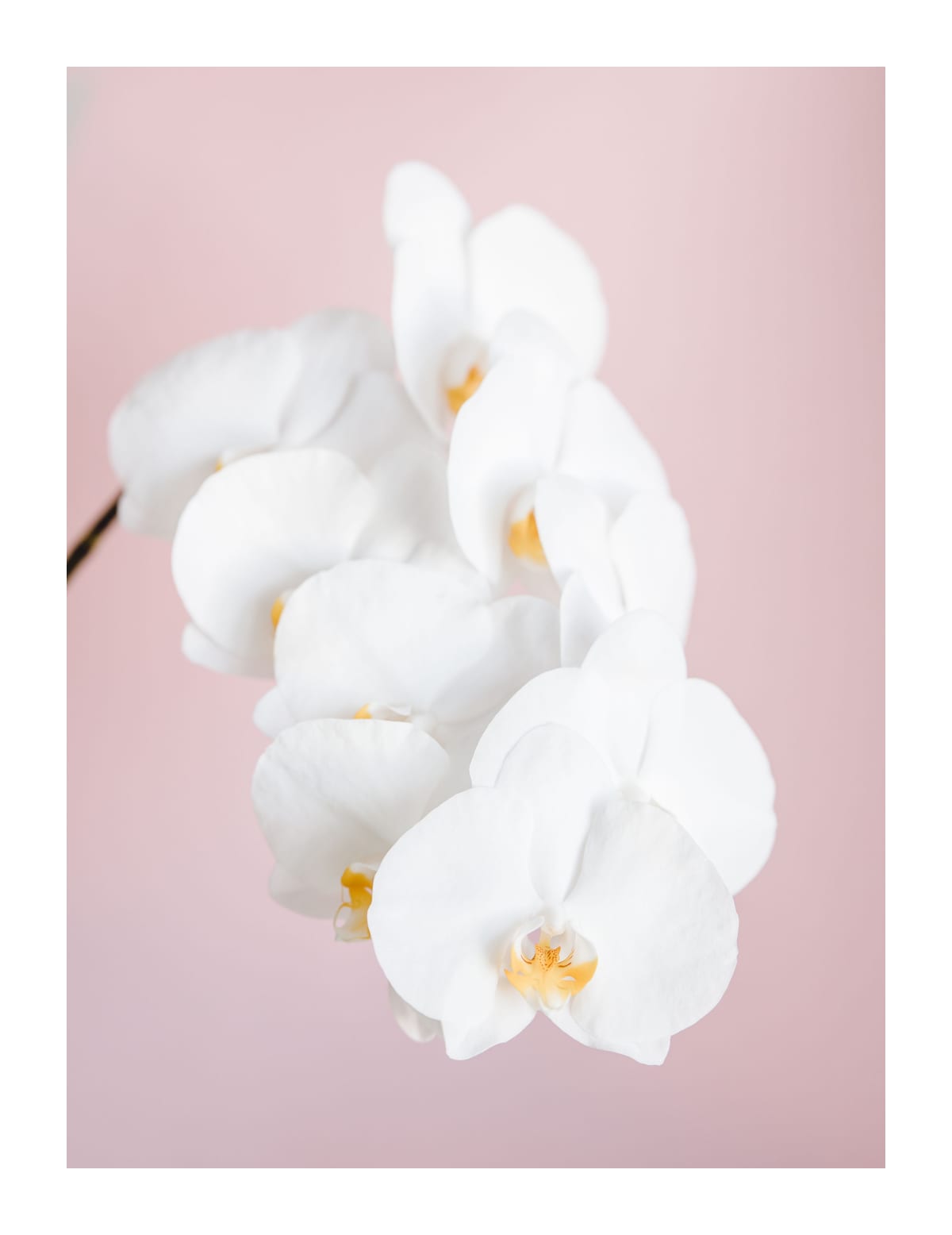 variant-27x35_with-margin
