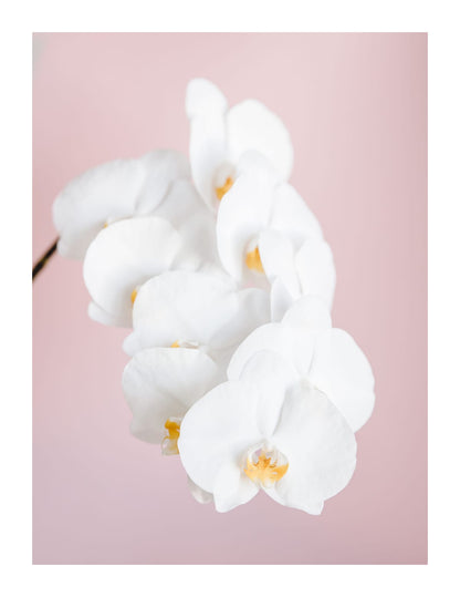 variant-27x35_with-margin
