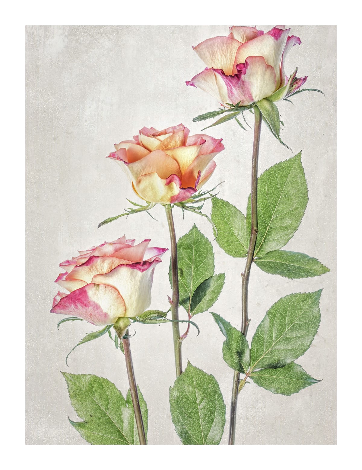 variant-27x35_with-margin