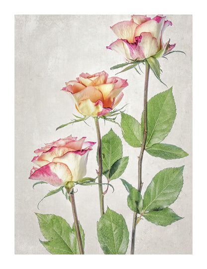 variant-27x35_with-margin