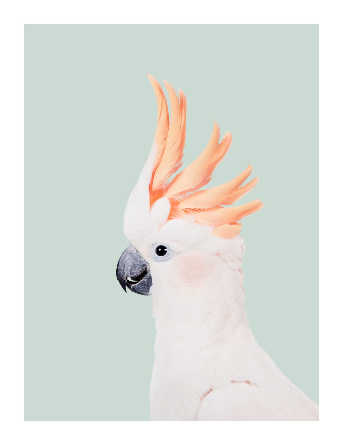 variant-27x35_with-margin