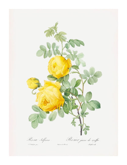 variant-27x35_with-margin
