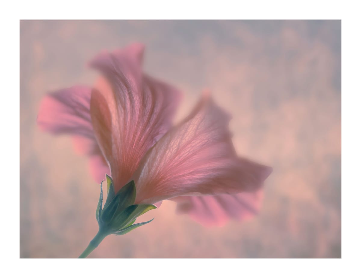 variant-27x35_with-margin