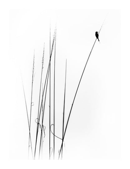 variant-27x35_with-margin