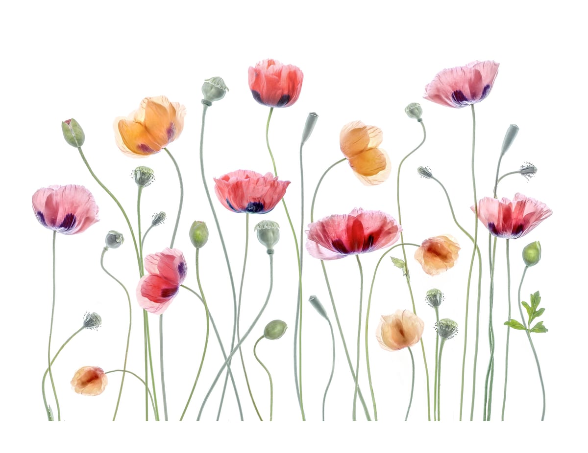 variant-27x35_with-margin