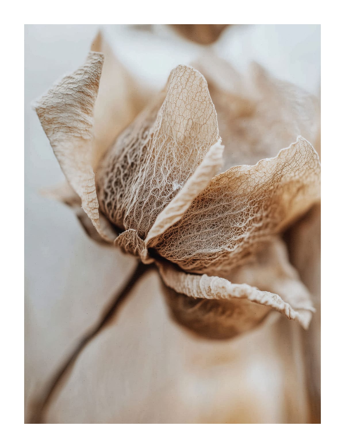 variant-27x35_with-margin