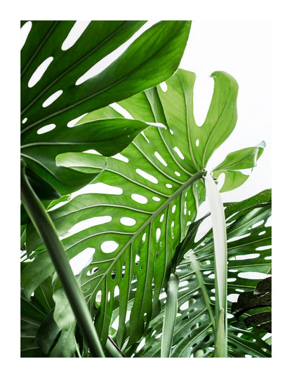 variant-27x35_with-margin