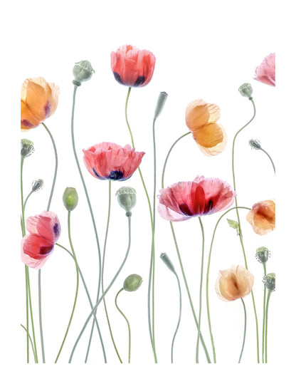 variant-27x35_with-margin