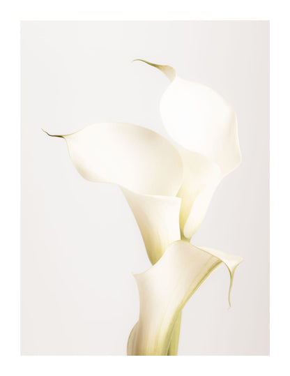 variant-27x35_with-margin