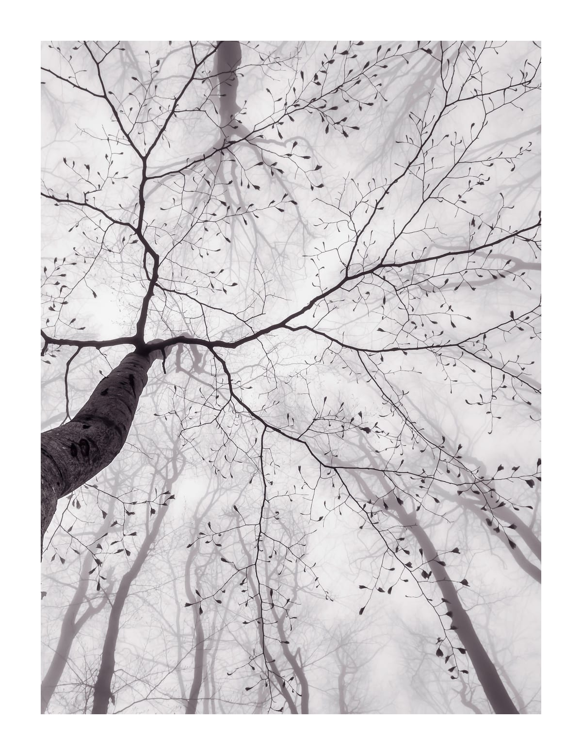 variant-27x35_with-margin