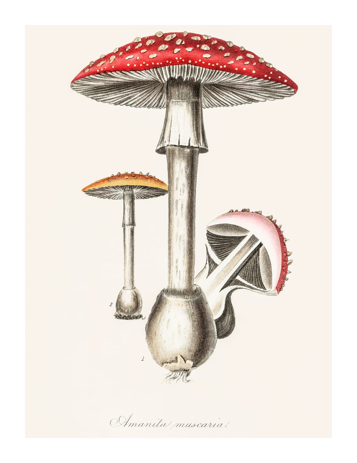 variant-27x35_with-margin