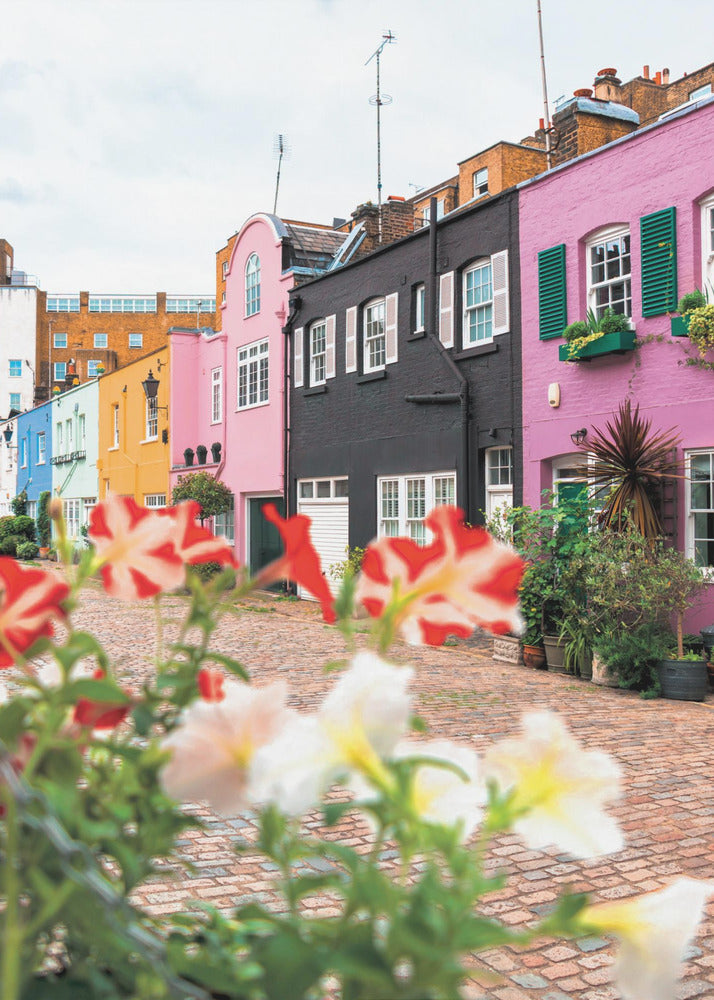 A low-angle view of a charming, narrow cobblestone street lined with colorful row houses in shades of pink, black, yellow, and blue, with blurred red and white petunias in the foreground. Wall Art