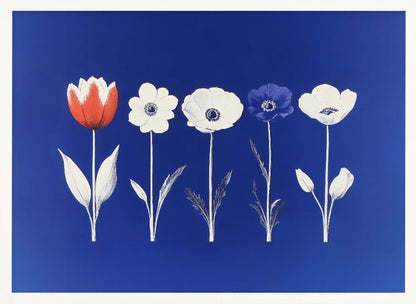 A framed art print showing five flowers in a horizontal line against a vibrant royal blue background. The flowers are illustrated in a graphic style, with one red tulip, one blue anemone, and three white anemones. The stems and leaves are depicted in white and grey tones. The artwork is enclosed in a silver frame. Poster