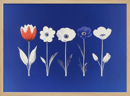A framed art print showing five flowers in a horizontal line against a vibrant royal blue background. The flowers are illustrated in a graphic style, with one red tulip, one blue anemone, and three white anemones. The stems and leaves are depicted in white and grey tones. The artwork is enclosed in a silver frame. Poster
