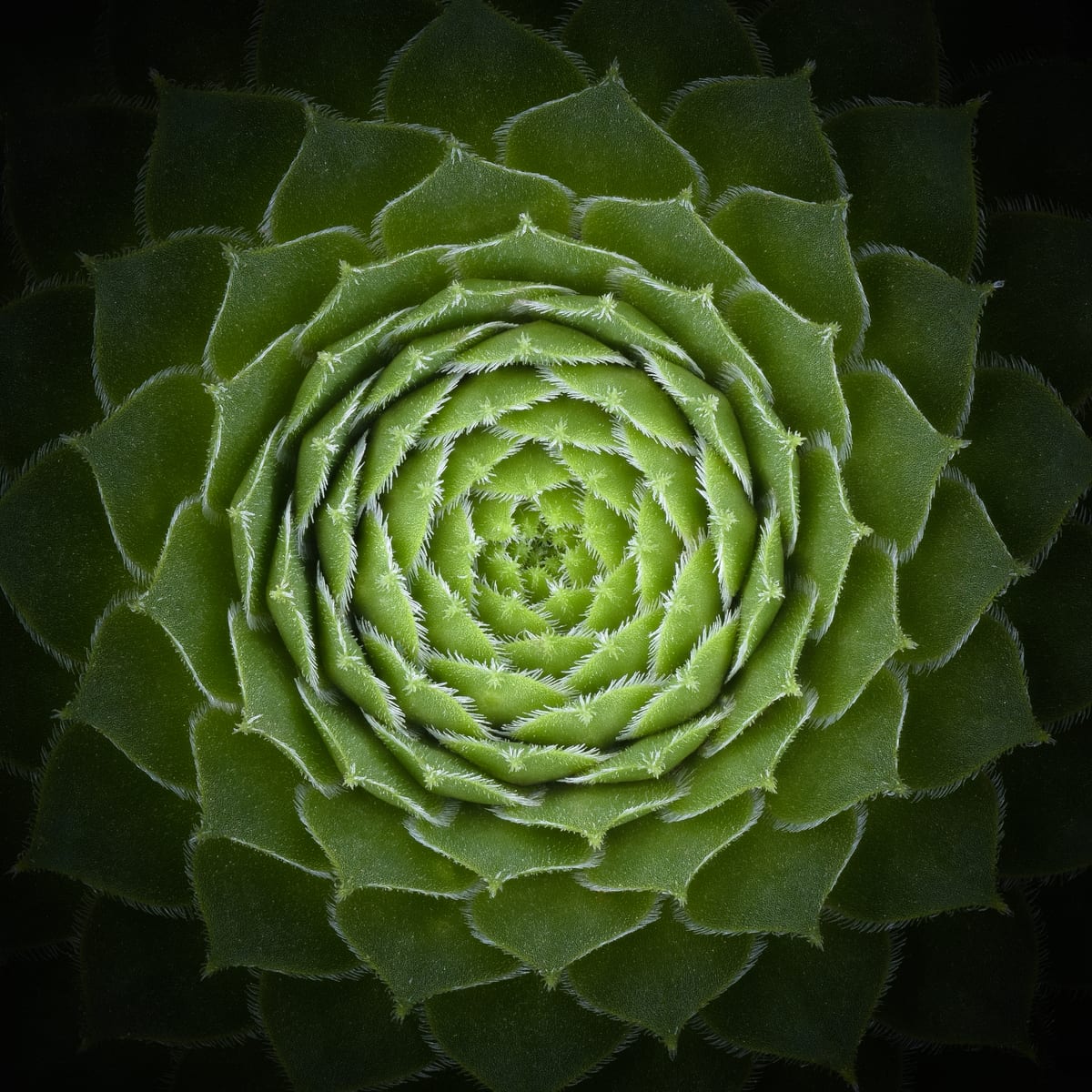 variant-30x30_no-margin