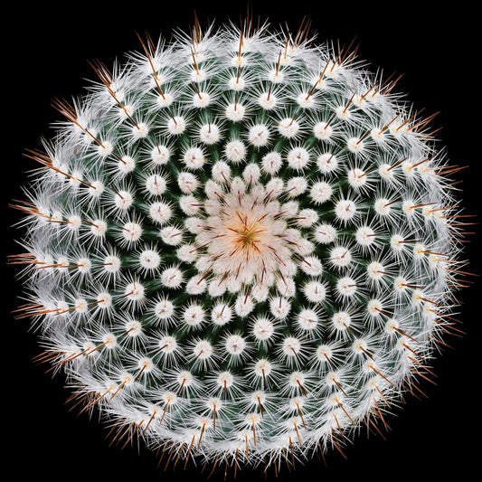 variant-30x30_no-margin