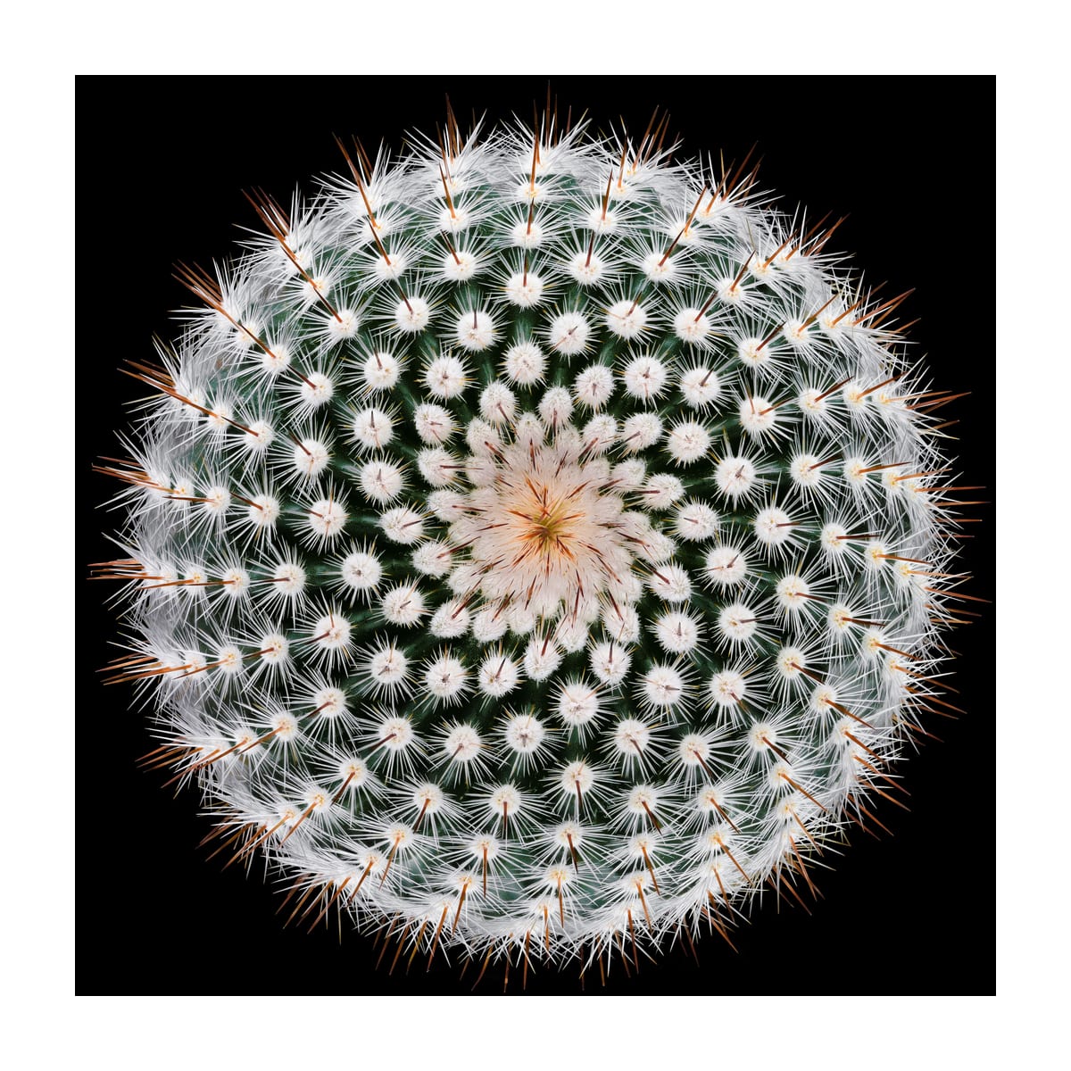 variant-30x30_with-margin