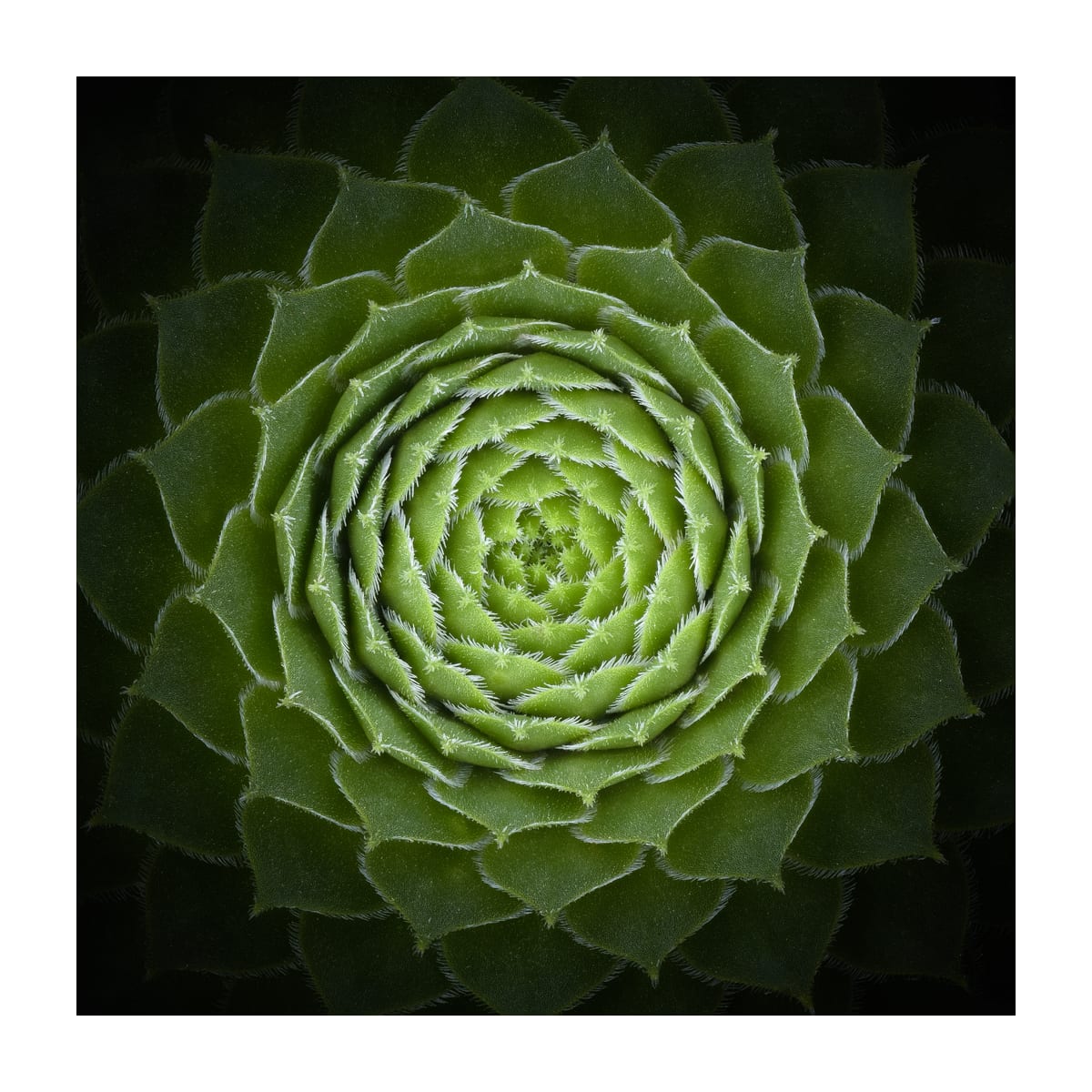 variant-30x30_with-margin