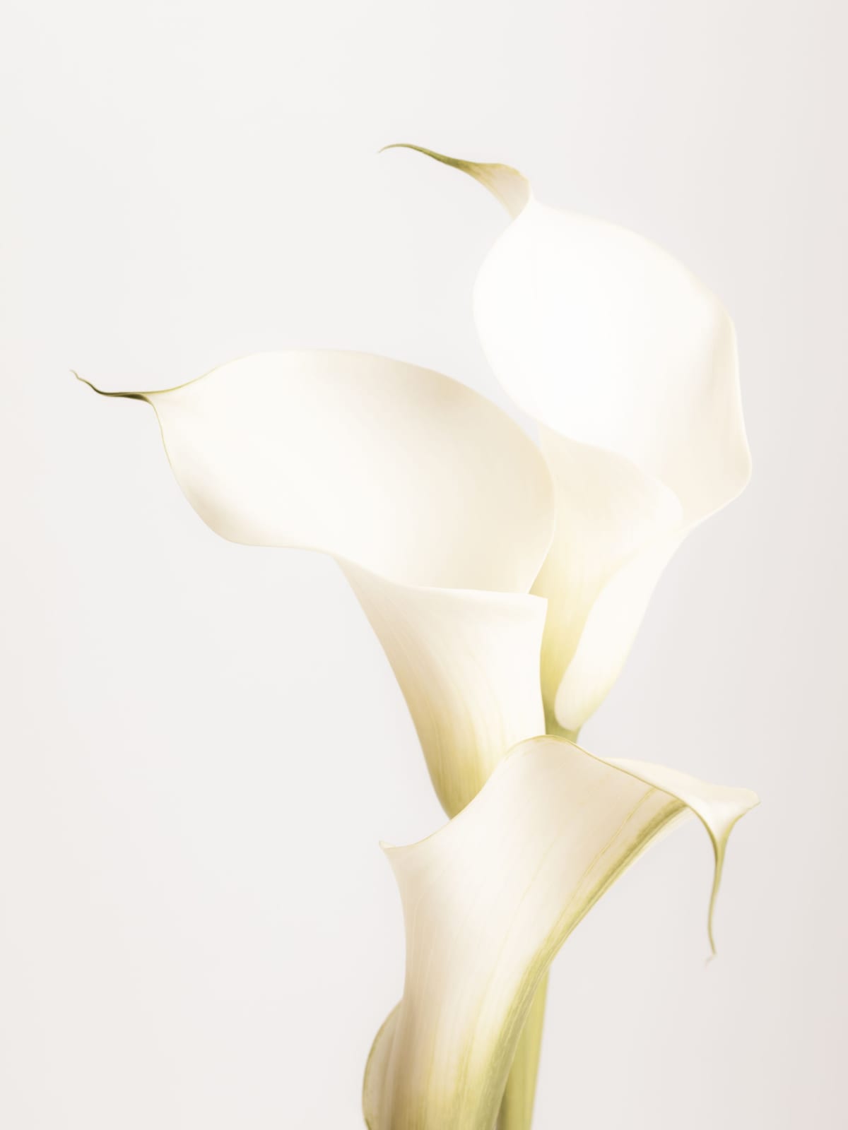 variant-30x40_no-margin