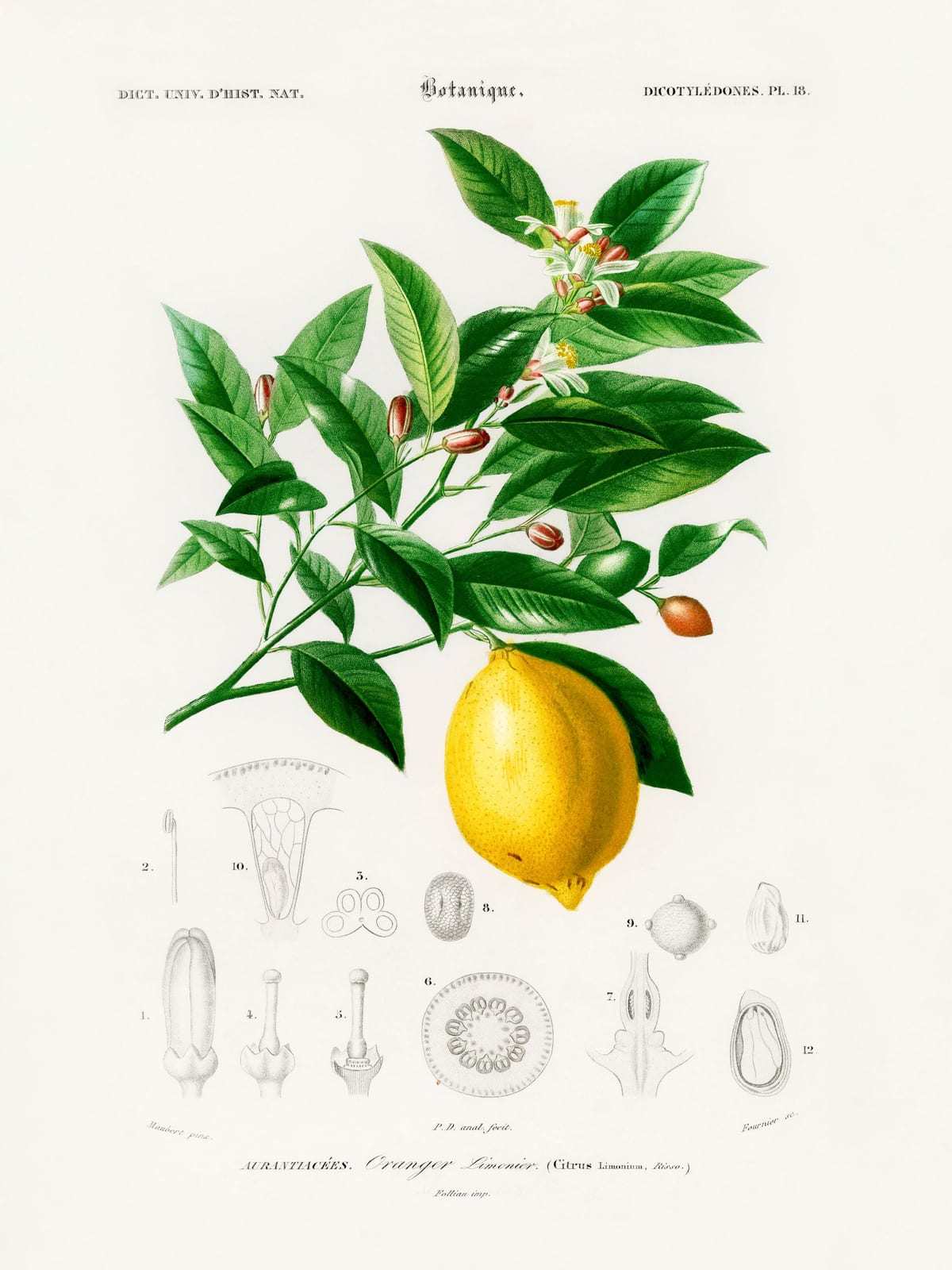 variant-30x40_no-margin