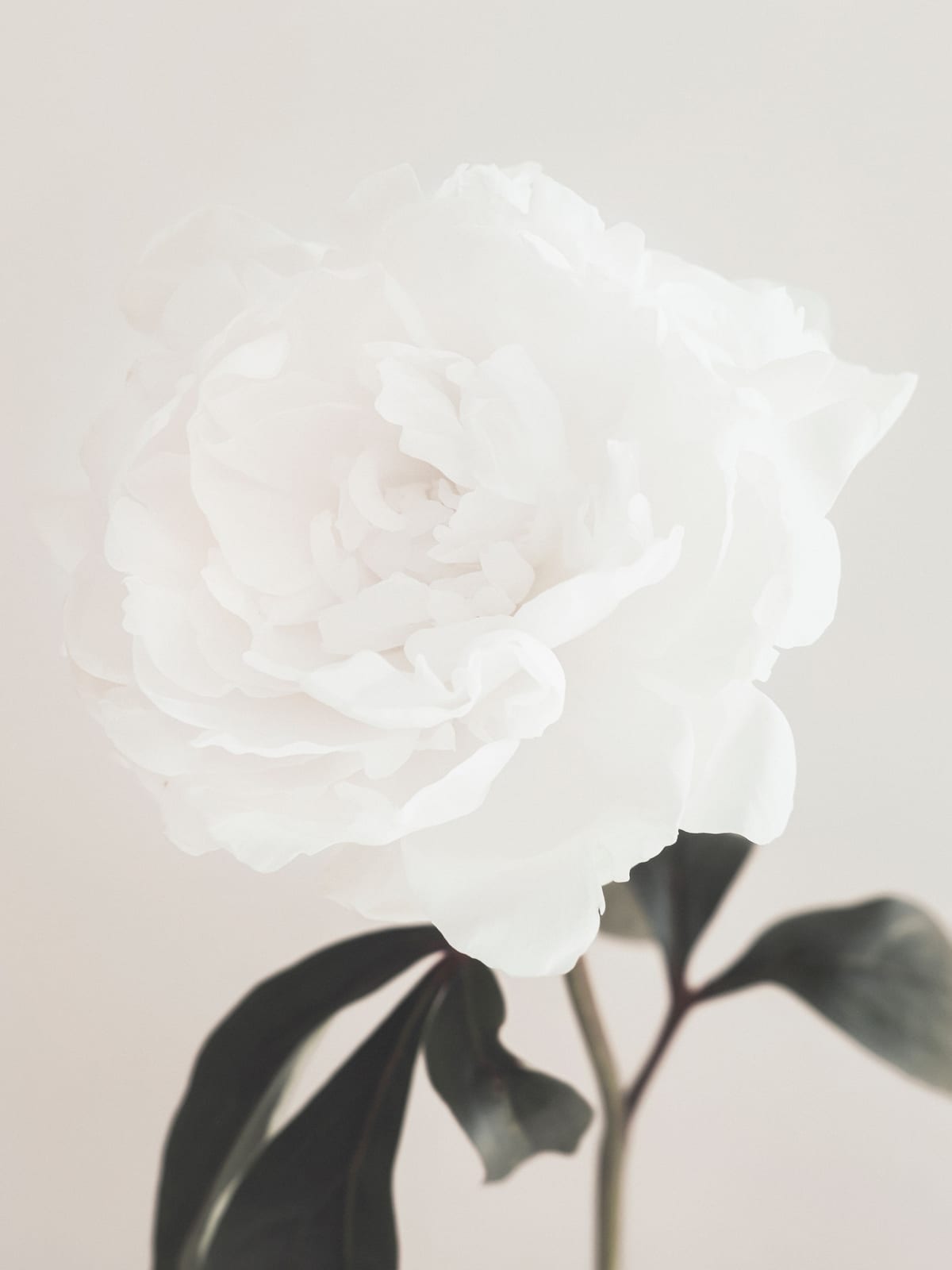 variant-30x40_no-margin
