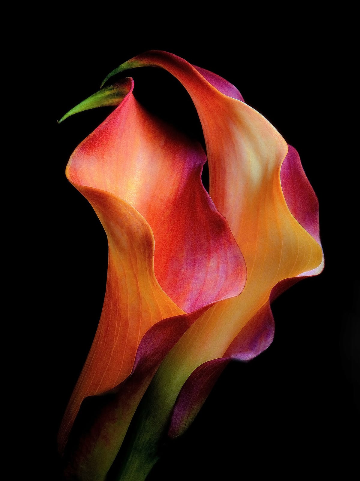 variant-30x40_no-margin