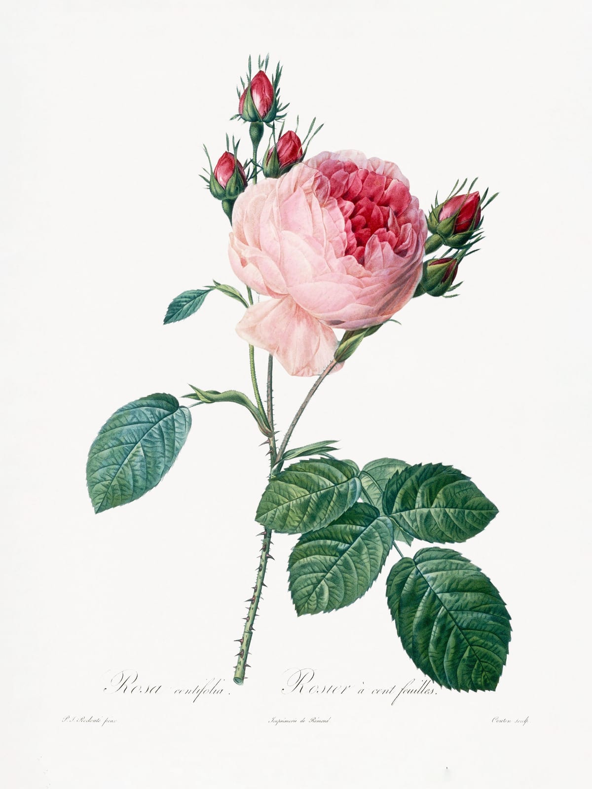 variant-30x40_no-margin