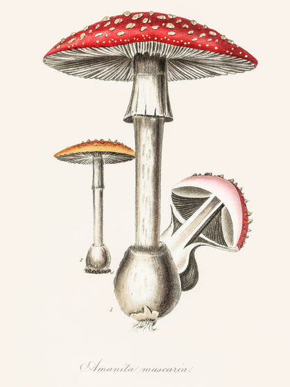 variant-30x40_no-margin