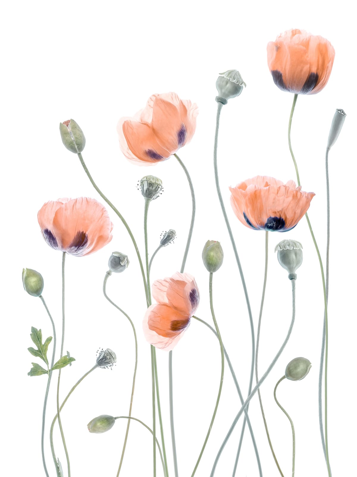 variant-30x40_no-margin