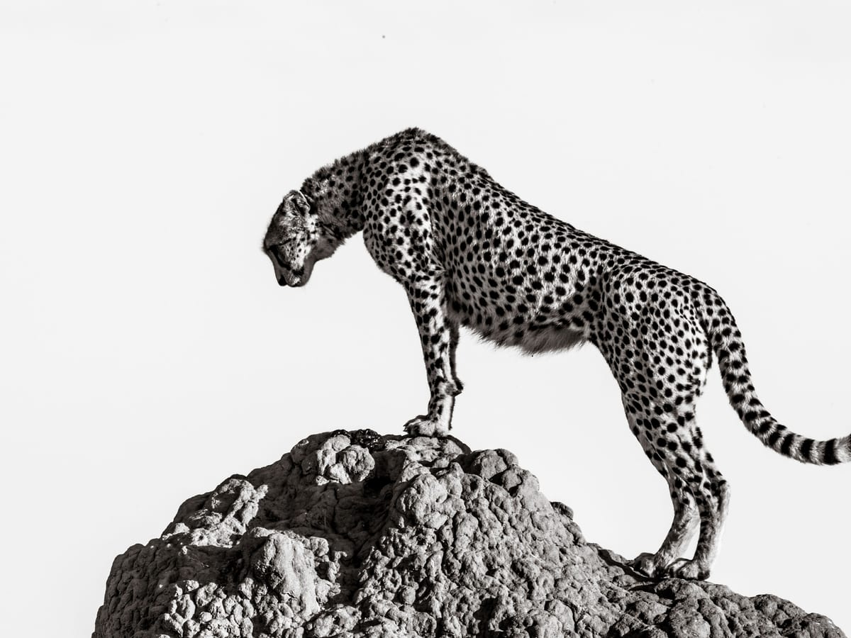 variant-30x40_no-margin