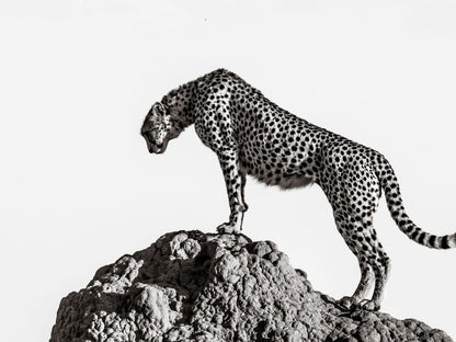 variant-30x40_no-margin