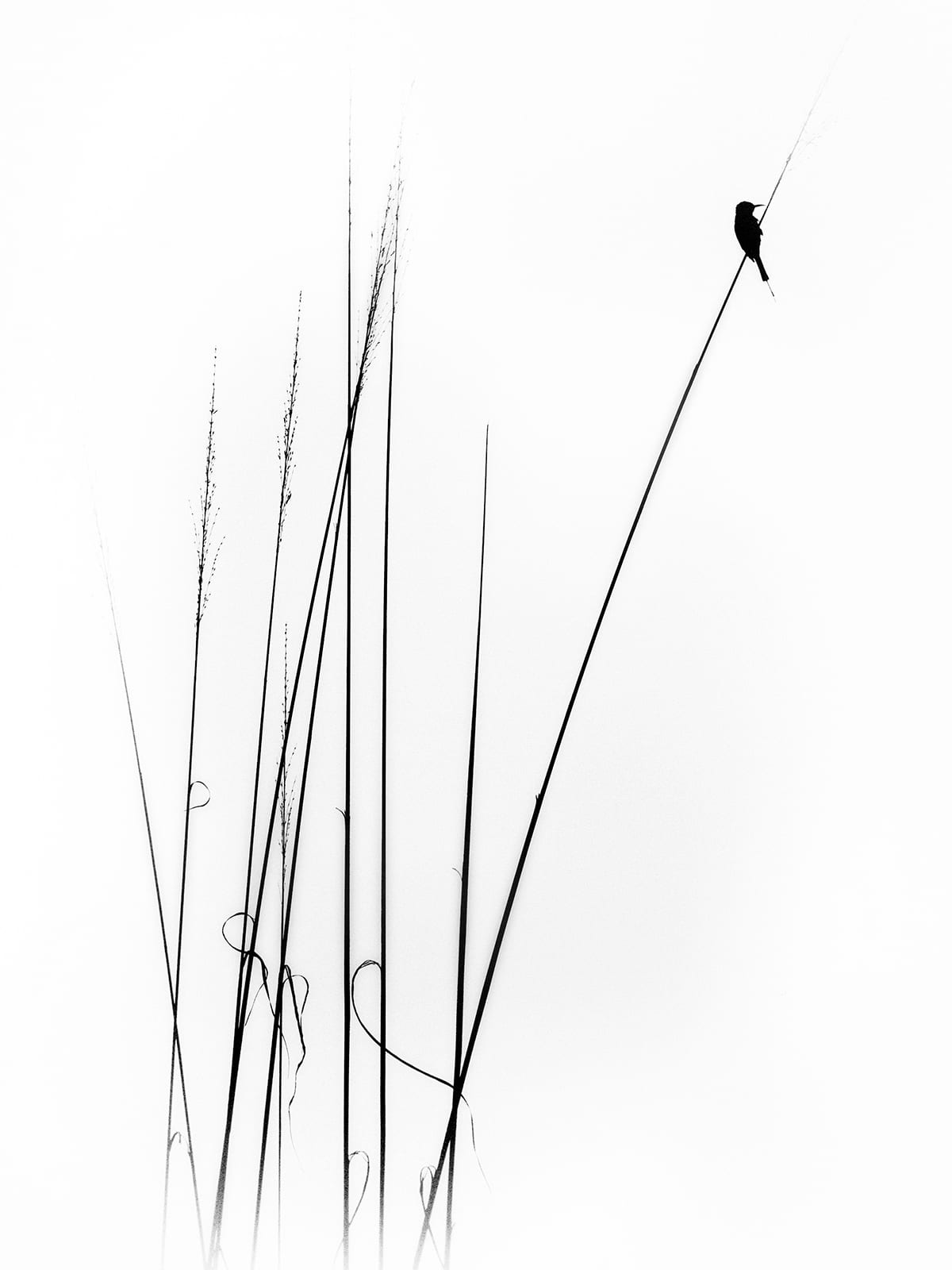 variant-30x40_no-margin