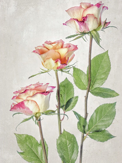variant-30x40_no-margin