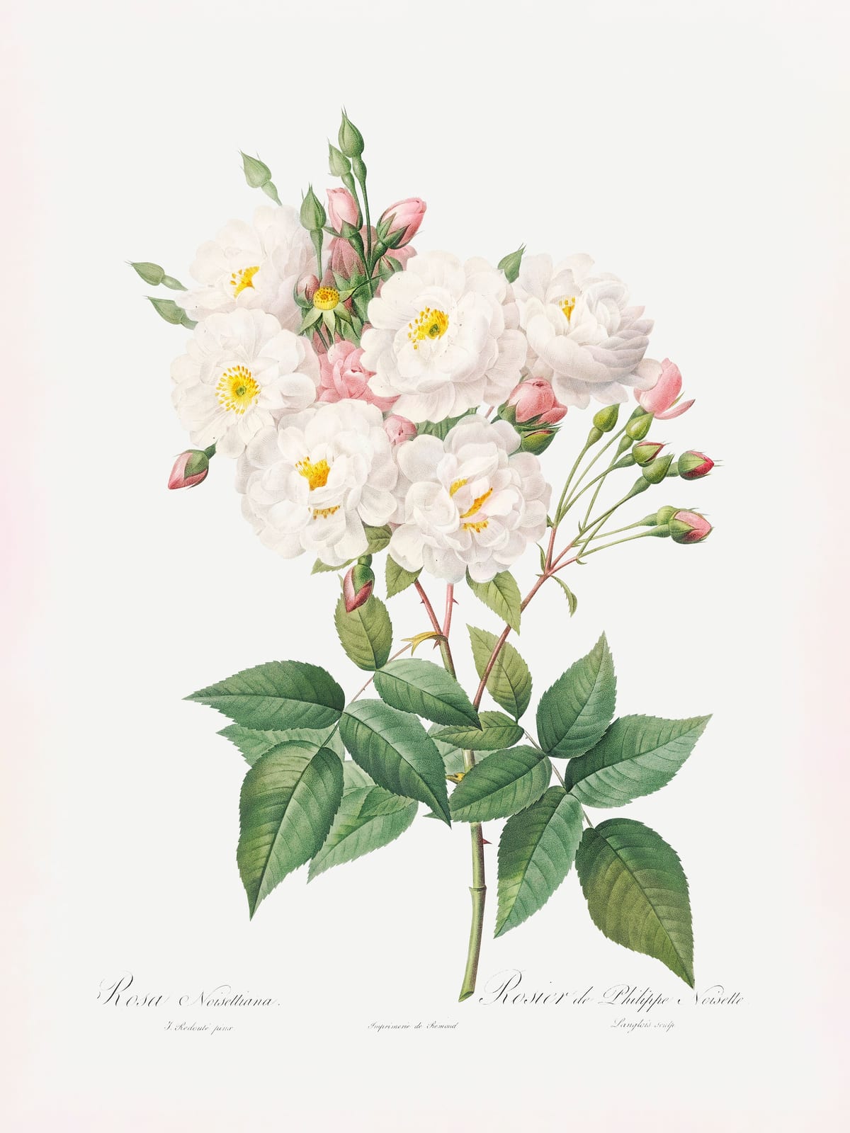 variant-30x40_no-margin